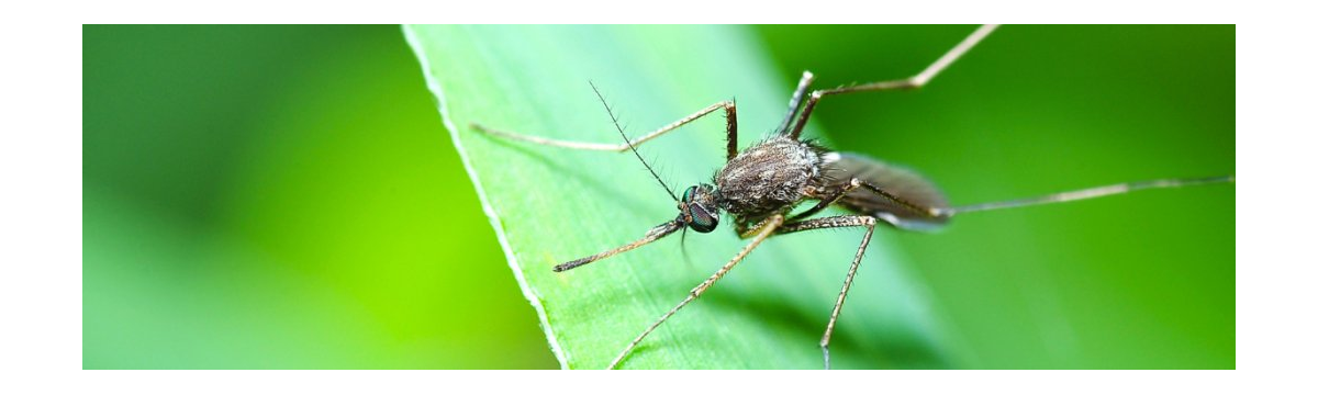 Środki na komary | Ochrona przed komarami | frodo.biz