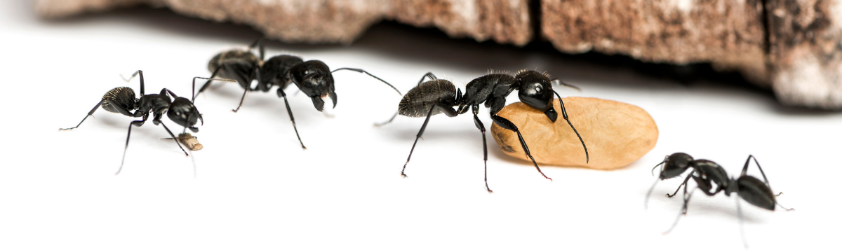 Preparaty na mrówki | Środki na mrówki