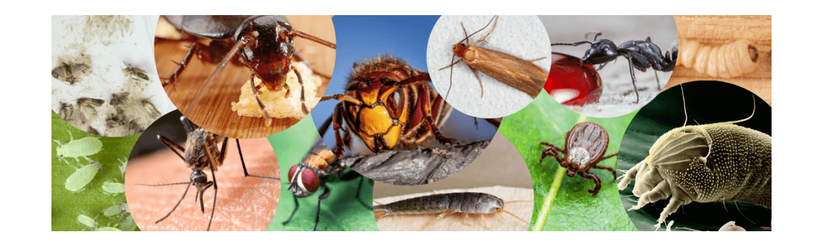 Środki owadobójcze | Preparaty na owady | frodo.biz