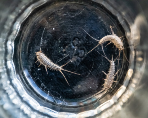 Rybiki wyglądają trochę jak łezki. Można je spotkać w łazience. Żywią się celulozą, mydłem, materią organiczną